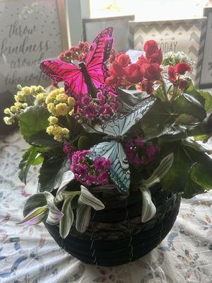 My beautiful Plants from the Flower Basket.  The butterflies are a nice added touch.