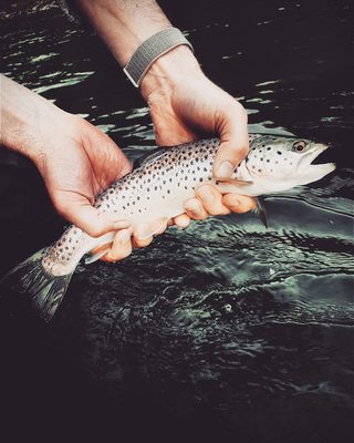 Fly fishing for trout in the Catskills