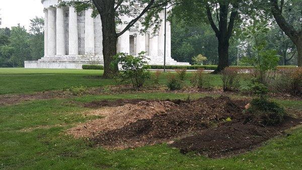 After, with new tree saplings saved that was growing into the root ball customer wanted to keep.