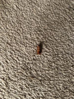 Cockroaches in my unit. Uninvited guests on a regular basis