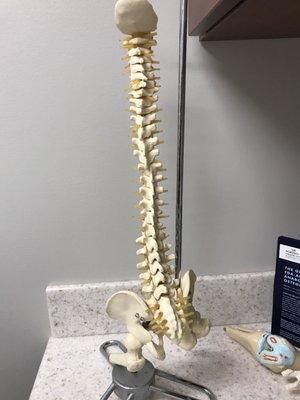 Spine