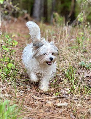 Polly Morkie