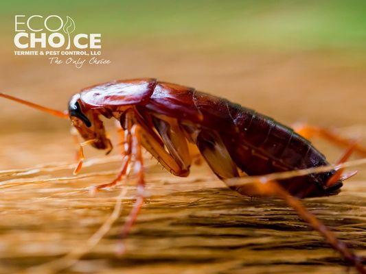 EcoChoice Termite & Pest Control