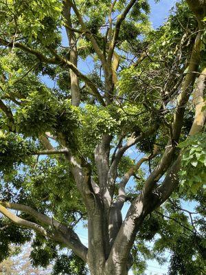 Unique trees