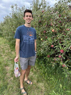 Apple trees