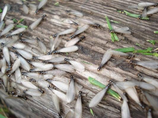 termite swarm