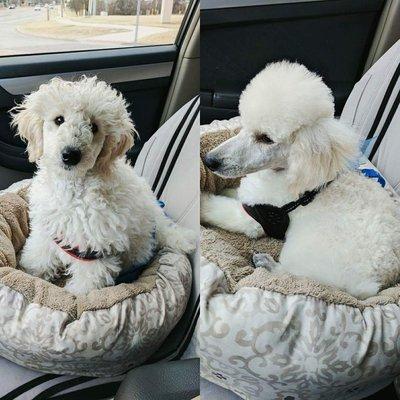 My puppy before and after his groom at Shampoodle