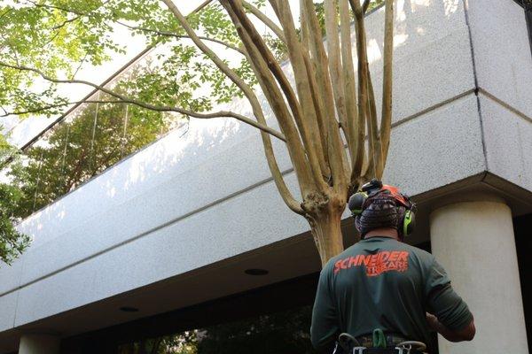 Tree Care in North Charleston, SC