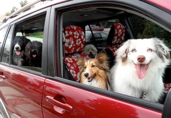 5 dogs in my car going to another fun park!