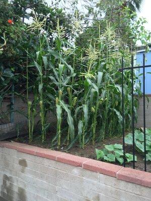 Created a Garden and Maintained it for a Client near San Diego Airport