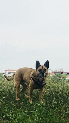 Foxy smiling and having fun Astoria Park