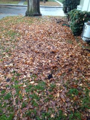 Pile of leaves on front lawn for 3 weeks. In rain, the lawn underneath will suffocate and die leaving a mud patch.