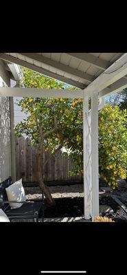 Lemon tree was healthy and unaffected by fumigation!