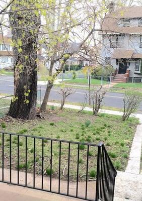 Oak tree before removal