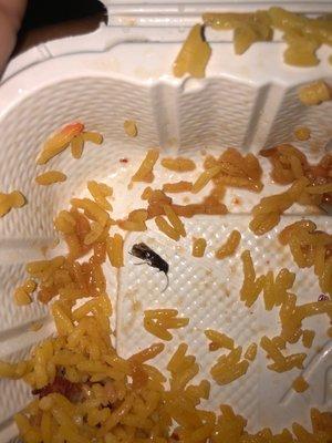 found a bug in the food im never eating this shit again