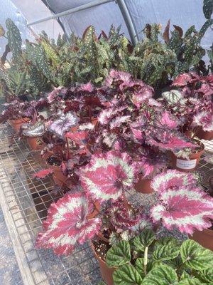 Rex begonia