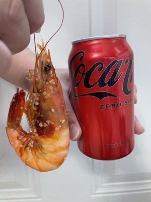 Look at the size of that shrimp! Makes the can look like a mini can.