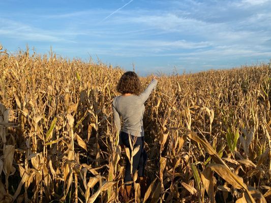 corn maze