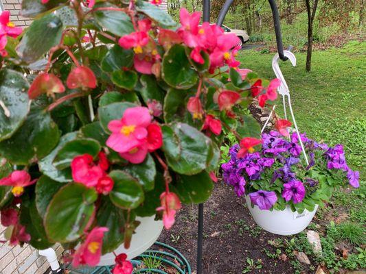 Great assortment of hanging baskets for only $8.