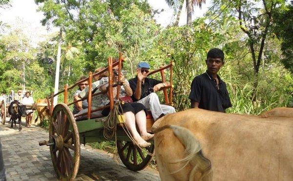 Bullock Cart Rides.
A two-wheeled cart, usually pulled by a bull. It is a means of transportation that has been used since ancient times