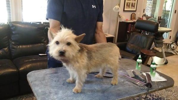 Norwich Terrier BEFORE THE BATH. This is taz taking a photo after being hand stripped.