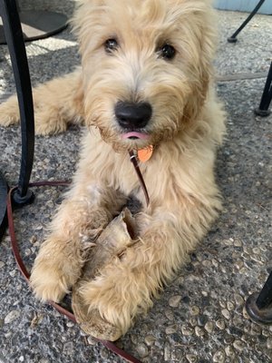 Rui enjoying his natural "Lamb's Horn" chew treat