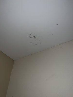 Molds on the ceiling