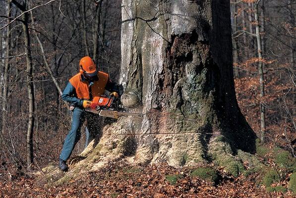 We use STIHL saws-Best Quality