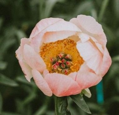 Pink Hawaiian and Coral Charm add a lovely color to any bouquet.