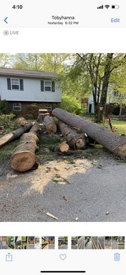 Triple pine tree down safely.over 80 ft high,20 ft away from house