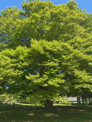 Beautiful Beech tree by the church