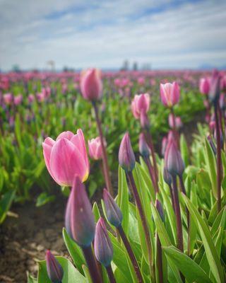 Tulips