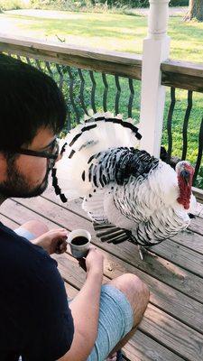 Turkey visitor while we sipped our morning coffee.