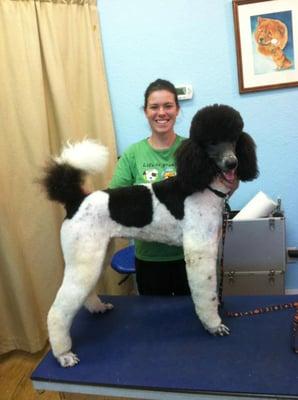 Here's our head groomer, Sara, with a cute parti poodle she just finished up!