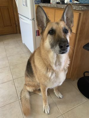 Clean and blow dried