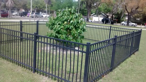 Don't fence me in, the banyan tree at Hillsborough High School said. But it was naughty.