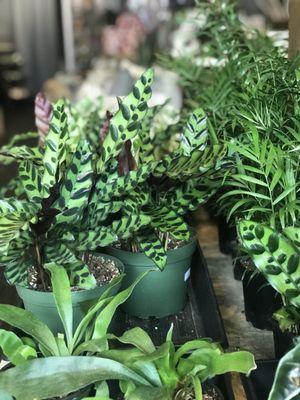 Cute and affordable plants