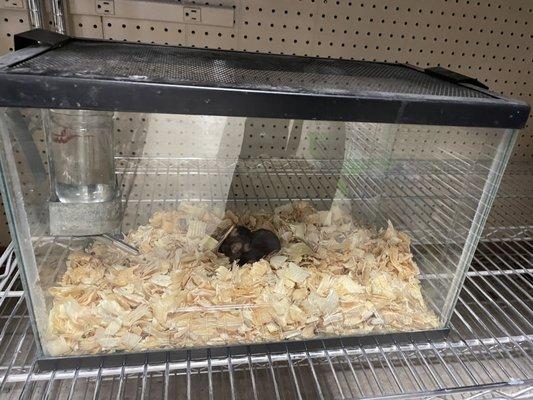 Bottom shelf under animals supplies in the corner of the store. No house, no toys, no food, no price tag. 4 Mice.