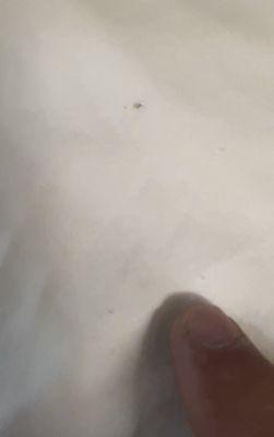 Bed bugs anyone ?  15 minutes after check in for a week , complained and was kicked out with no refund. In video it's moving