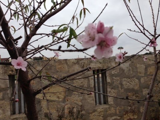 Our peach tree is blooming!