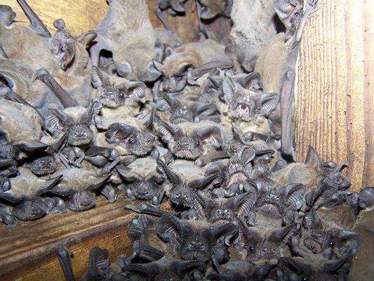 Bat colony in an attic.