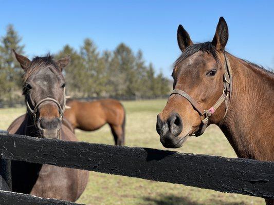 Horse Country