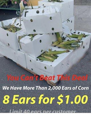 Ears of corn limit 40