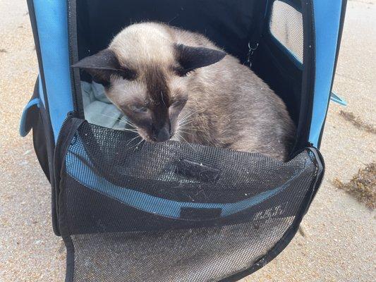 Cat visiting beach