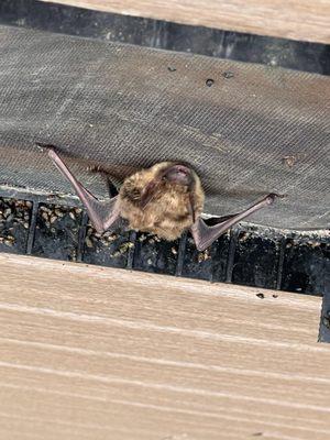 Bat on Gable Vent Screen