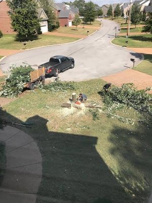 Tree removal in process.