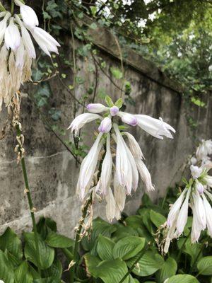 Hosta