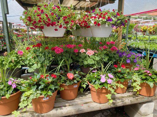 Some of our pots and hanging baskets