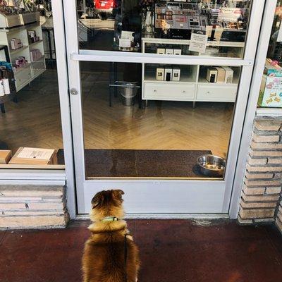 My dog has a crush on Jodi, the friendly lady who works here. He always looks for her, even when they're closed.