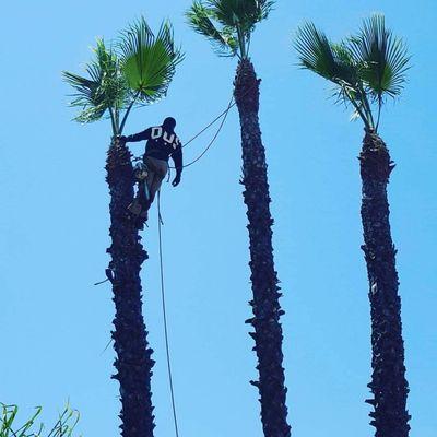 Trimming tall palm trees.